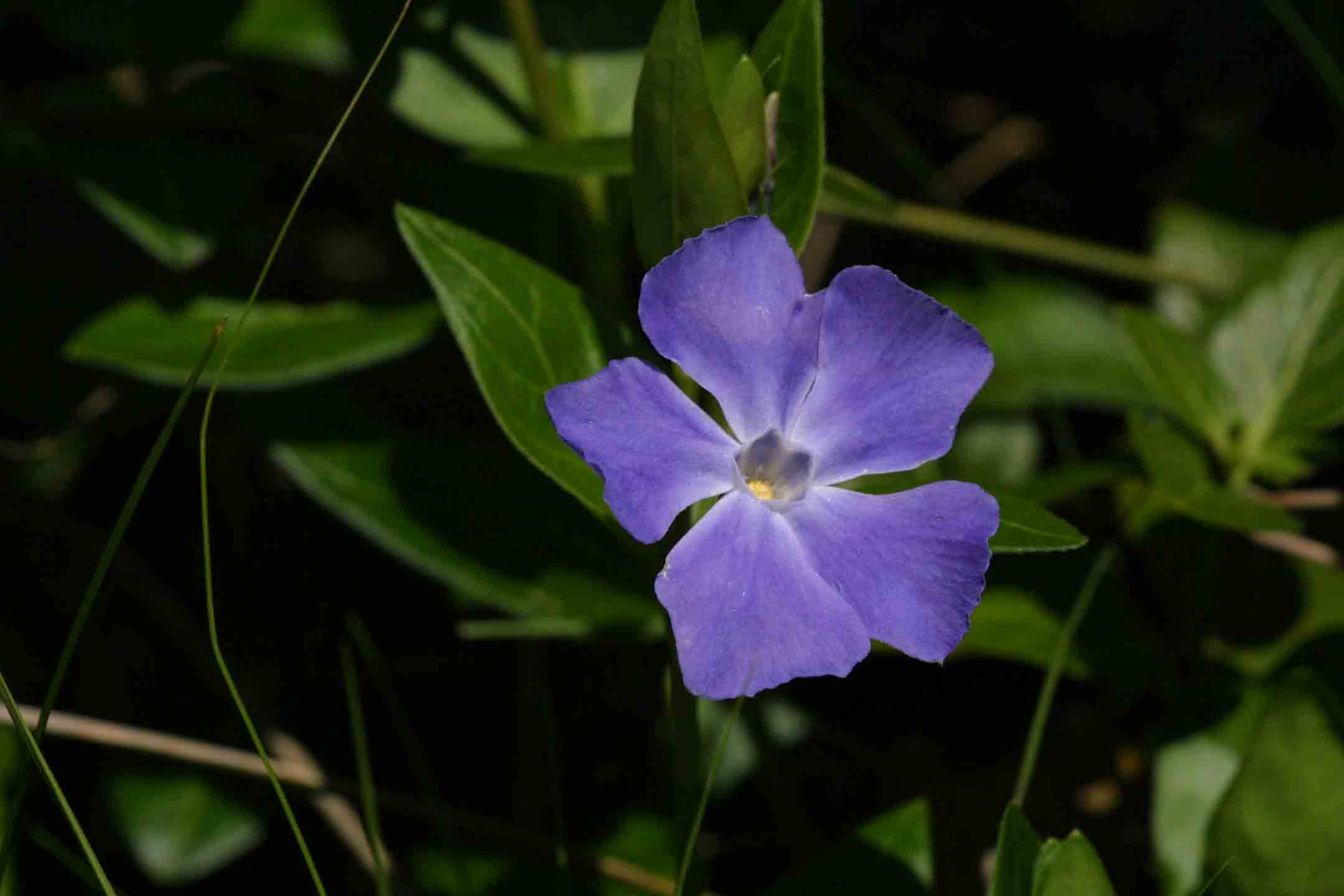 Fiore di macchia .....Vinca sp.